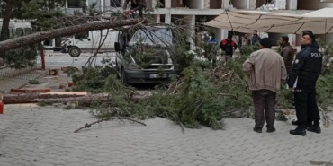 Çam ağacı minibüs üzerine devrildi