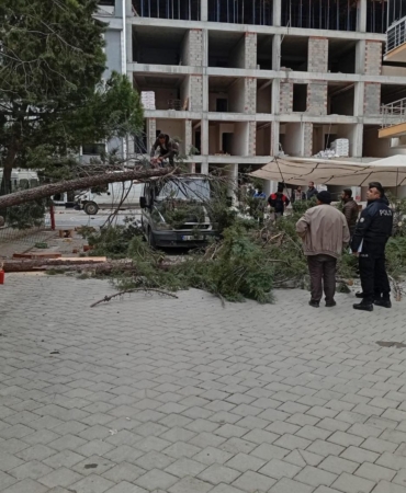Çam ağacı minibüs üzerine devrildi