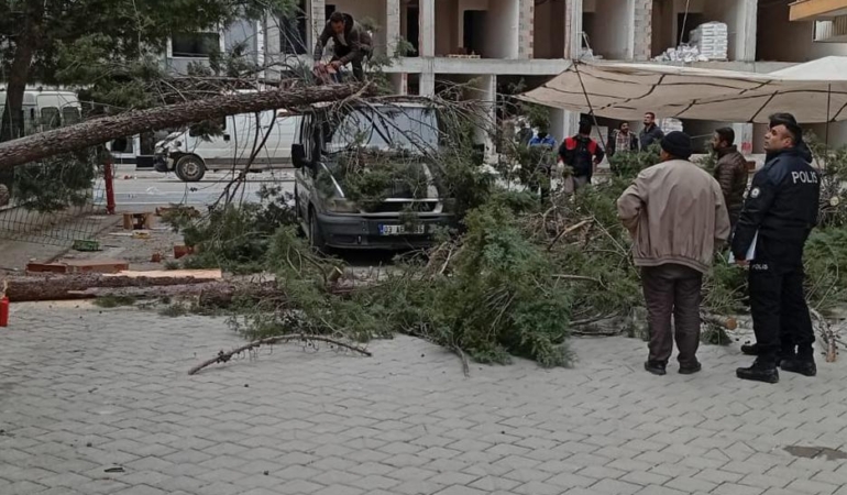 Çam ağacı minibüs üzerine devrildi