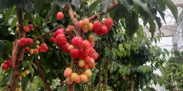 Jeotermal serada yetiştirilen kirazlarda ilk hasat yapıldı