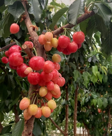Jeotermal serada yetiştirilen kirazlarda ilk hasat yapıldı