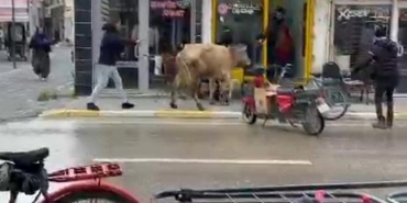 Kaçan inek, berber dükkanı ile çay ocağına girmeye çalıştı