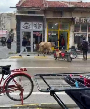Kaçan inek, berber dükkanı ile çay ocağına girmeye çalıştı