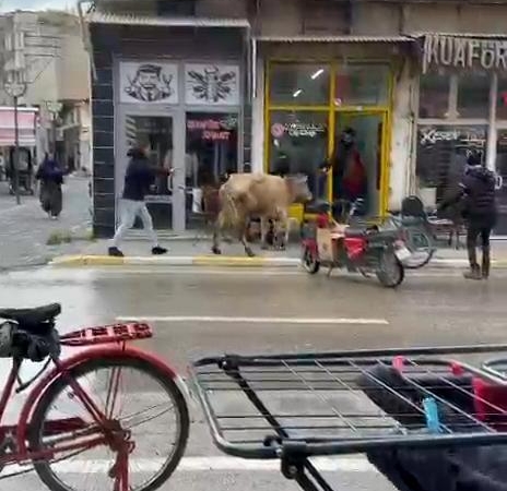 Kaçan inek, berber dükkanı ile çay ocağına girmeye çalıştı