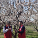 Zirai don sonrası hasar tespiti
