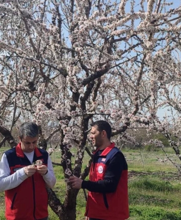 Zirai don sonrası hasar tespiti