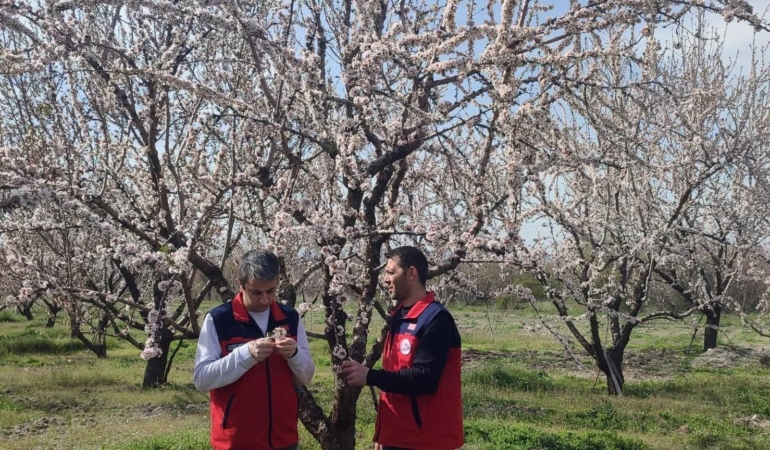 Zirai don sonrası hasar tespiti