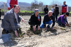 Üreticilere böğürtlen fidesi