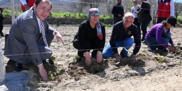 Üreticilere böğürtlen fidesi