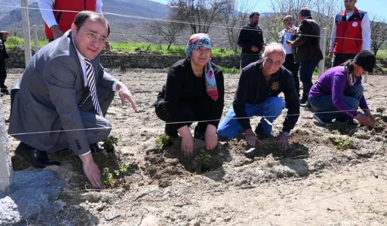 Üreticilere böğürtlen fidesi