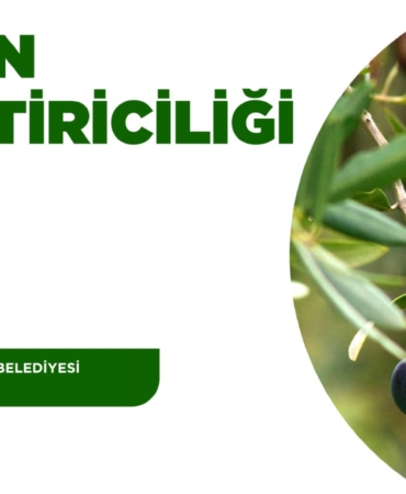Zeytin Yetiştiriciliği Eğitimi Başlıyor!