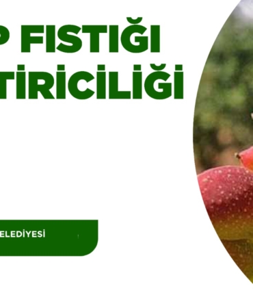 Antalya’da Antep Fıstığı Eğitimi 20 Mayıs’ta!