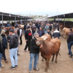 Sandıklı hayvan pazarında kurbanlık yoğunluğu