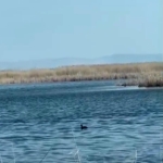 Eber Gölü’nde su seviyesi yükseldi