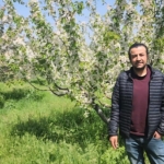 Kirazda don riski atlatıldı, rekolte beklentisi yükseldi