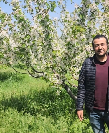 Kirazda don riski atlatıldı, rekolte beklentisi yükseldi