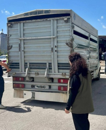 Canlı hayvan nakil araçlarına denetim