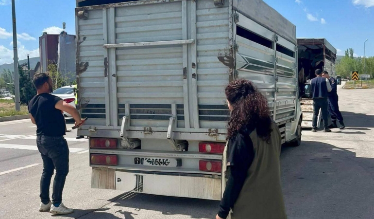 Canlı hayvan nakil araçlarına denetim