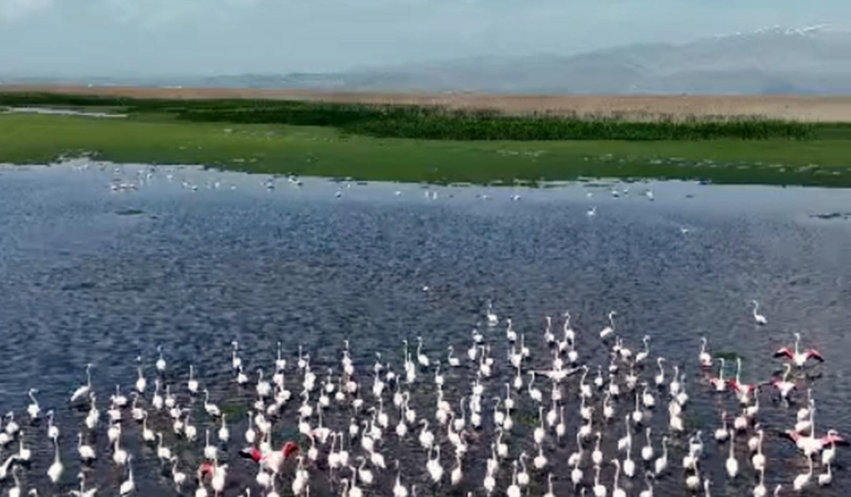 Eber Gölü’nde ziyaretçilere flomingo turu