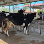 Hayvan pazarında ‘kurban’ hareketliliği