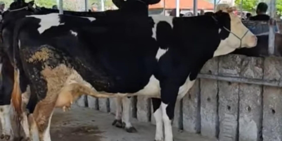 Hayvan pazarında ‘kurban’ hareketliliği