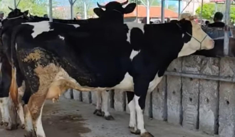Hayvan pazarında ‘kurban’ hareketliliği