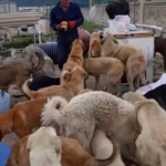 Kendini öğrencilere ve patili canlara adadı