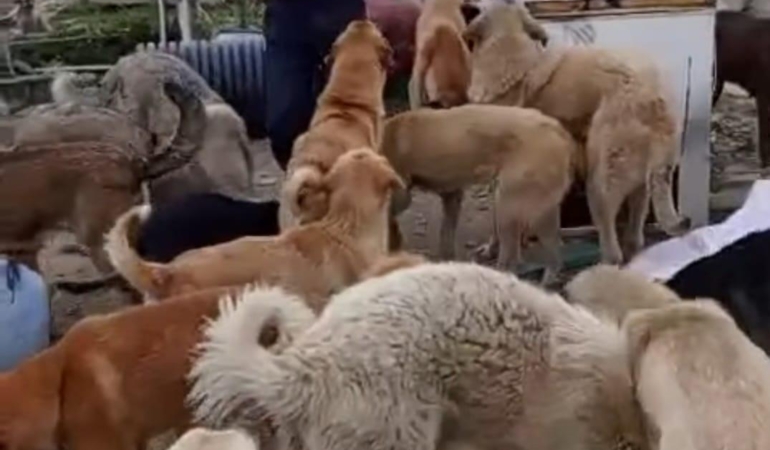 Kendini öğrencilere ve patili canlara adadı