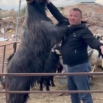 Boyundan büyük teke yetiştirdi