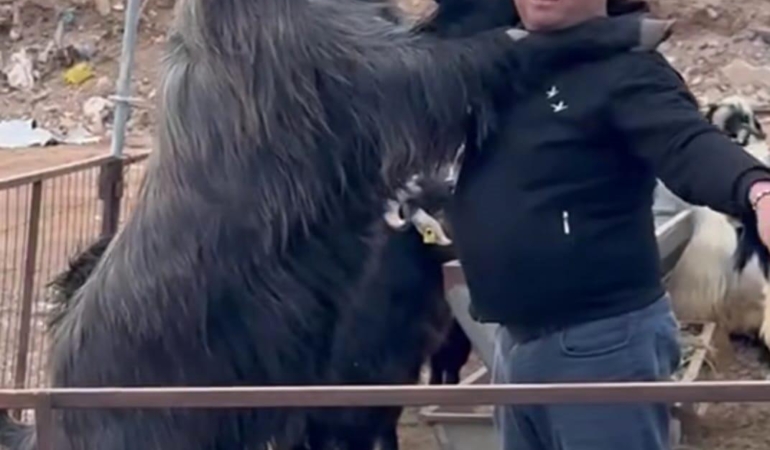Boyundan büyük teke yetiştirdi