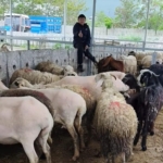 Küçükbaş kurbanlıklarda indirim