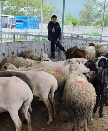 Küçükbaş kurbanlıklarda indirim