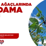 Üreticilere Budama Eğitimi: Katılın!