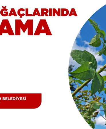 Üreticilere Budama Eğitimi: Katılın!