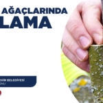 Meyve Ağaçları İçin Aşılama Eğitimi Daveti!