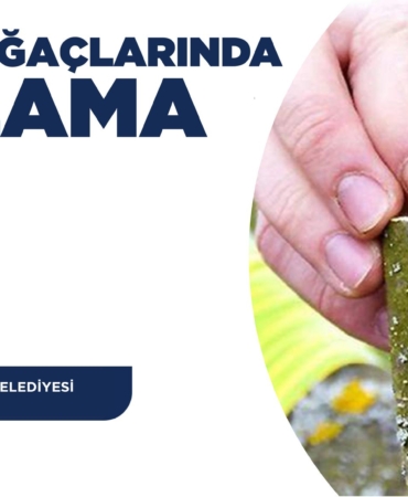 Meyve Ağaçları İçin Aşılama Eğitimi Daveti!
