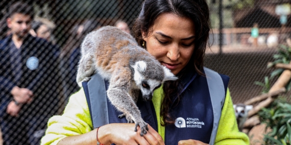 Lemur Ailesine Sevimli Bir Üye Daha Katıldı! 🐒🌿