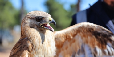 “Kızıl Şahin Yeniden Gökyüzünde!” 🦅