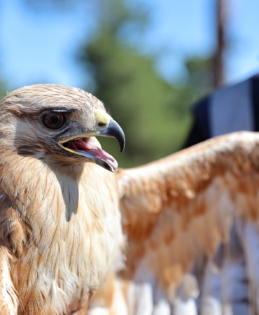 “Kızıl Şahin Yeniden Gökyüzünde!” 🦅