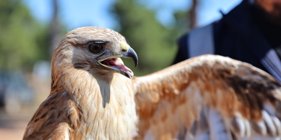 “Kızıl Şahin Yeniden Gökyüzünde!” 🦅