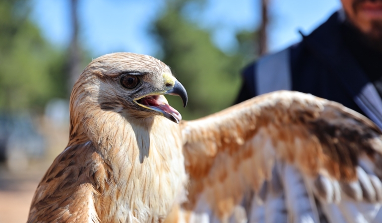“Kızıl Şahin Yeniden Gökyüzünde!” 🦅