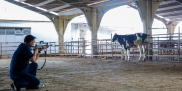 Kurban Yakalama Timi Bayramda Görevde! 🐂🚨