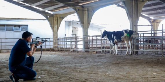 Kurban Yakalama Timi Bayramda Görevde! 🐂🚨